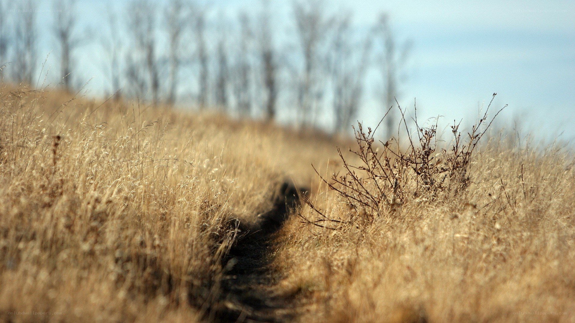 path through dry grass field