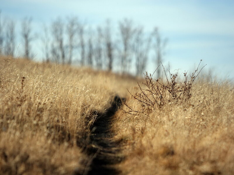 path through dry grass field
