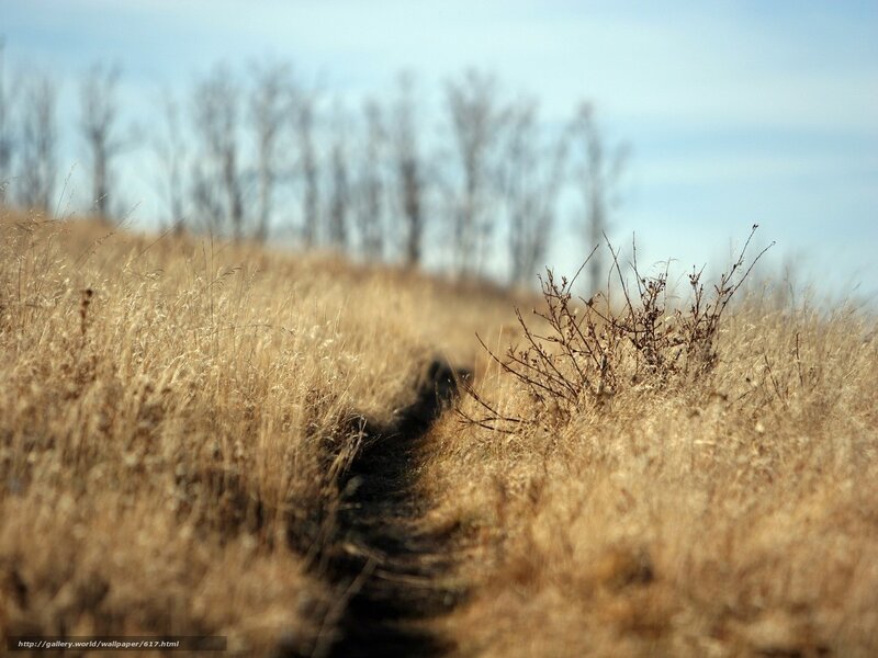 Path through dry grass field