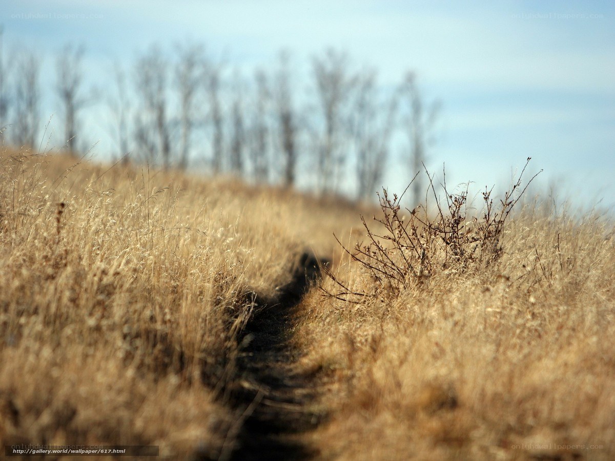 Path through dry grass field