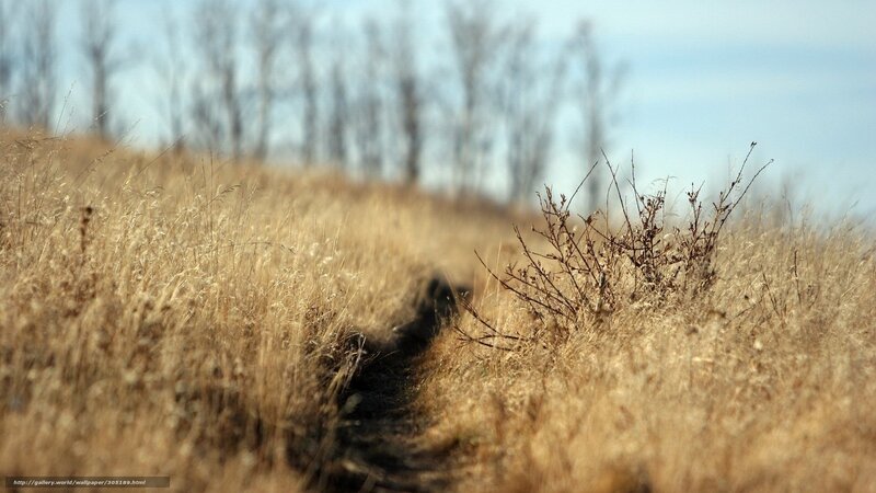 Path Through Dry Grass