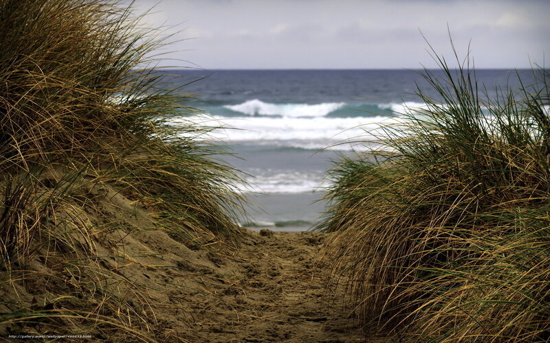 Path through dune grass to the ocean