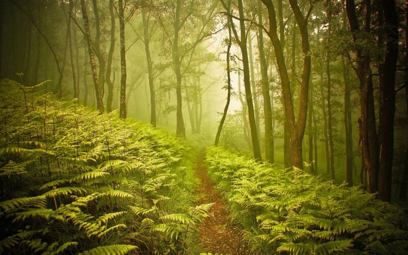 Path Through Fern Forest