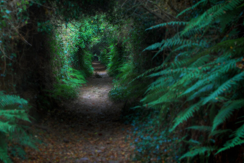 Path Through Fern Tunnel