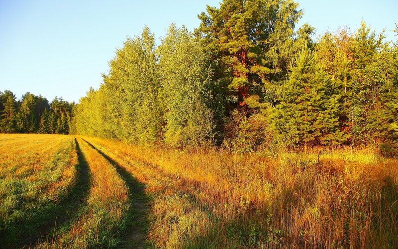 Path Through Field at Sunset