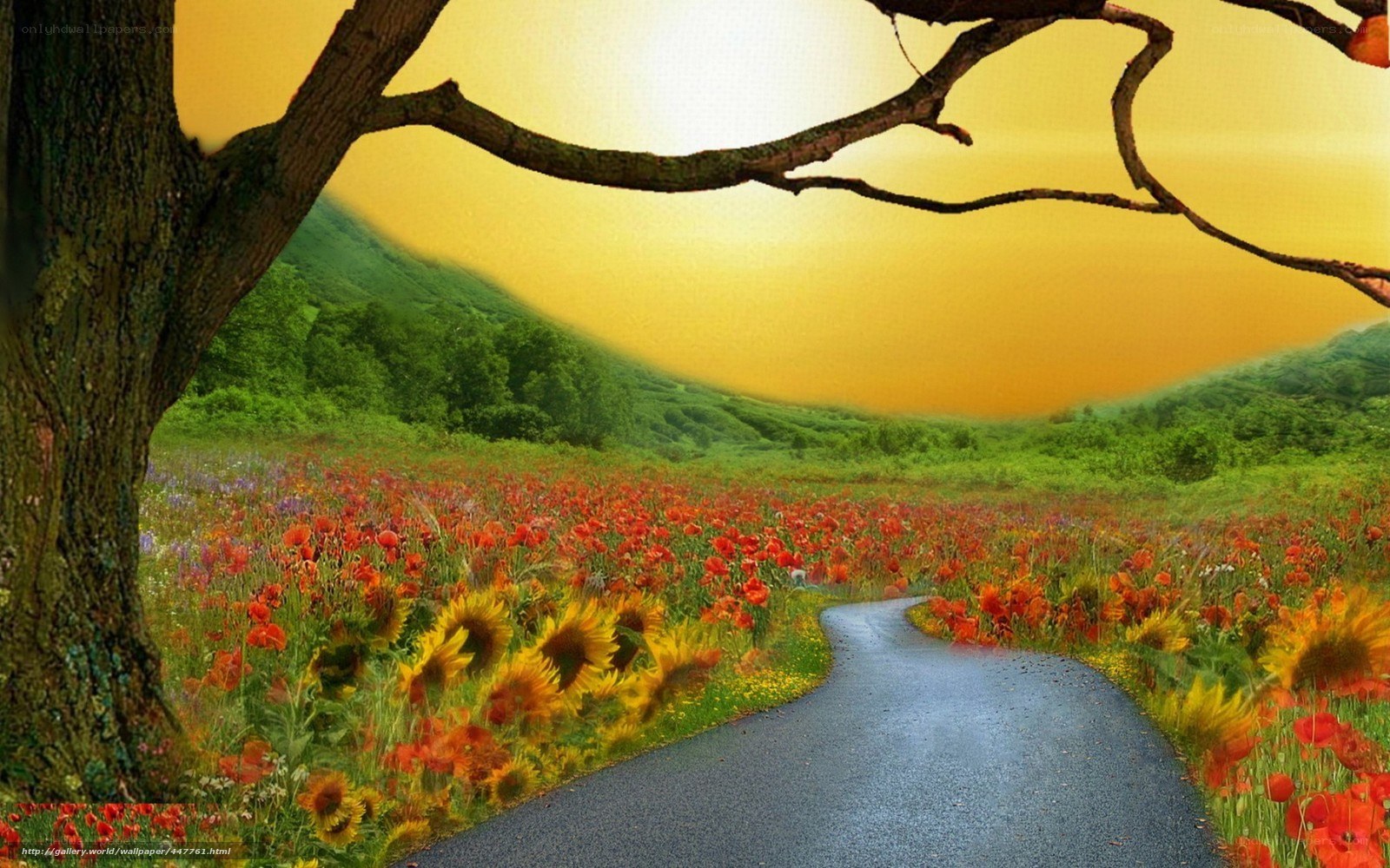 Path through flower field at sunset