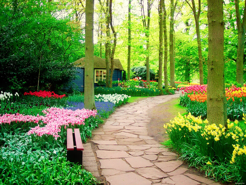 Path Through Flower Garden — Green, Serene, Spring, Photograph