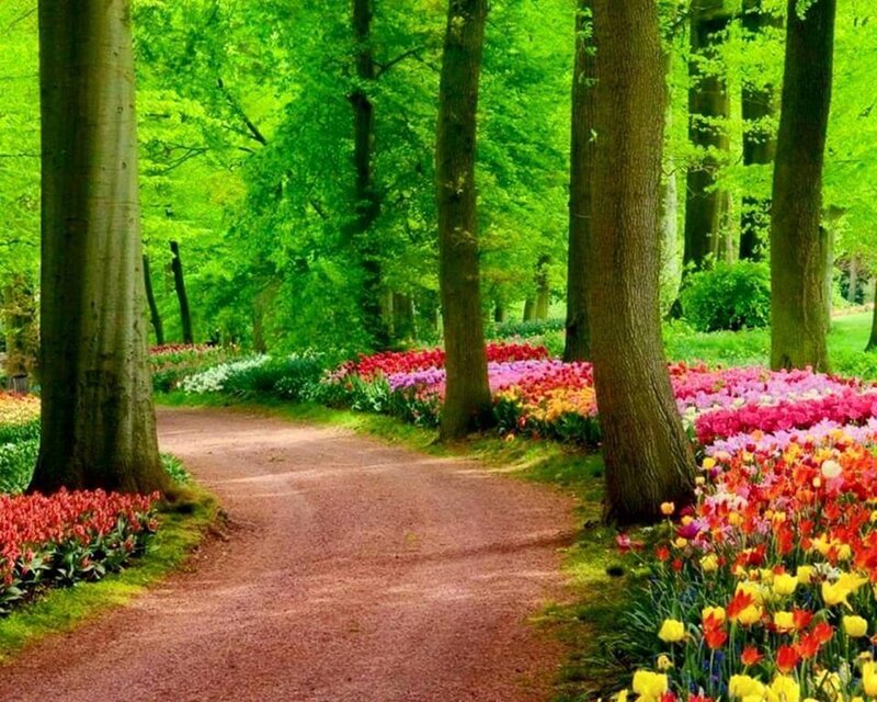 Path Through Flower Garden — Green, Serene, Spring, Photograph, Trees, Flowers