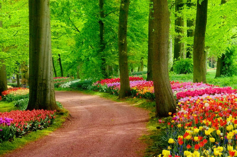 Path Through Flower Garden — Green, Serene, Spring, Photograph, Trees