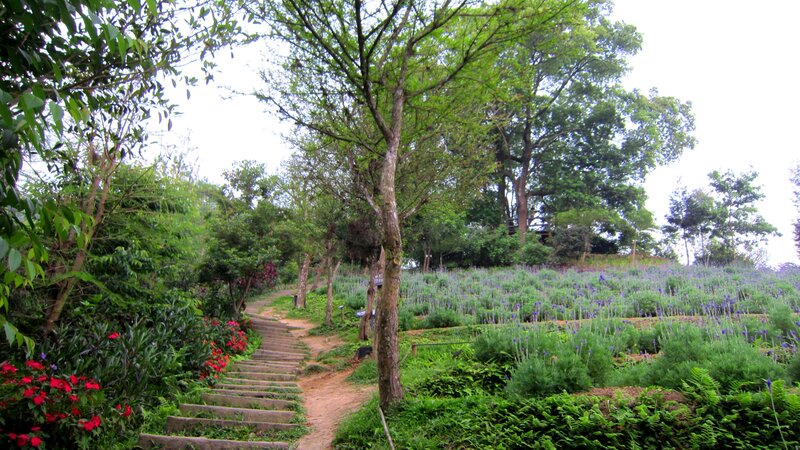 Path Through Flower Garden — Green, Serene