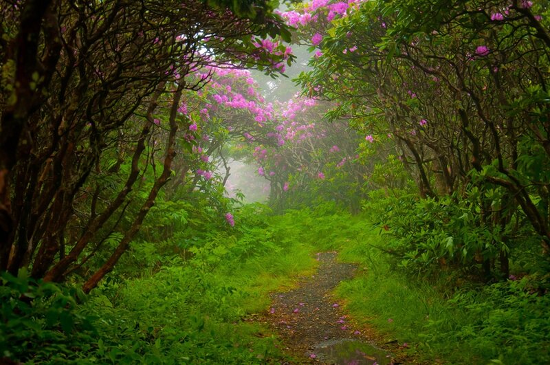 Path Through Flowering Bushes — Green, Misty