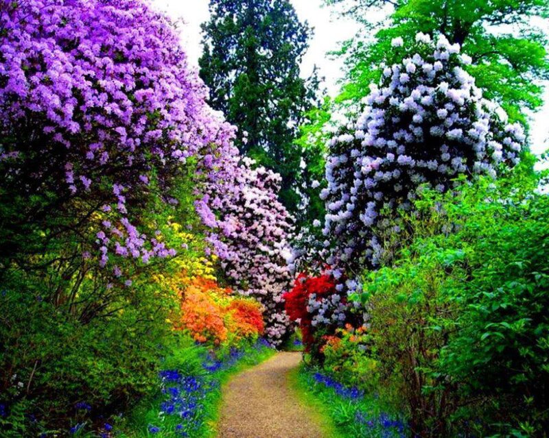 Path Through Flowering Bushes — Purple, Serene, Spring