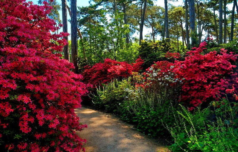 Path Through Flowering Bushes — Red