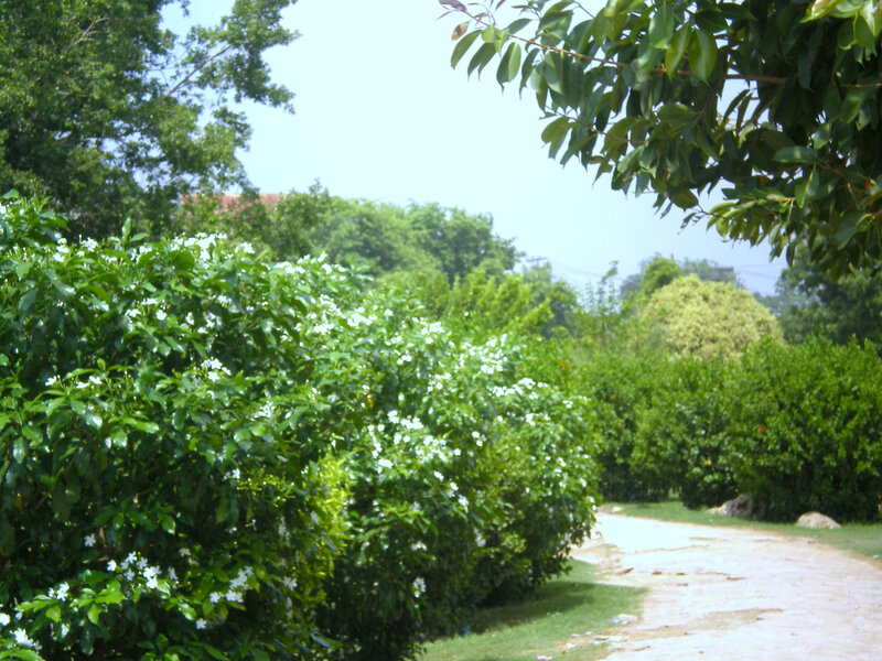 path through flowering bushes