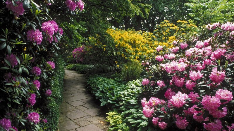 Path Through Flowering Garden — Pink