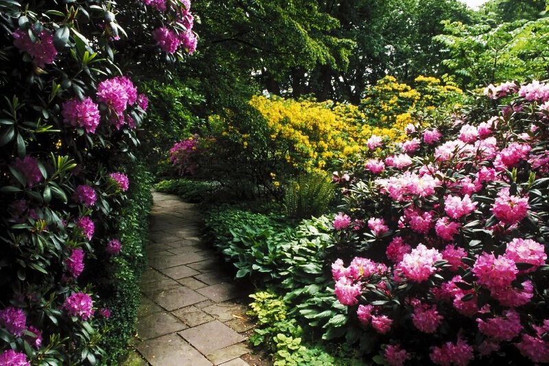 Path Through Flowering Garden