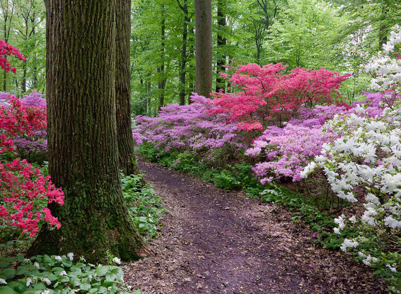 Path Through Flowering Shrubs