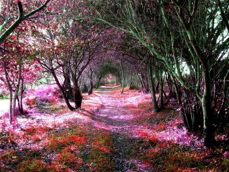 Path Through Flowering Trees