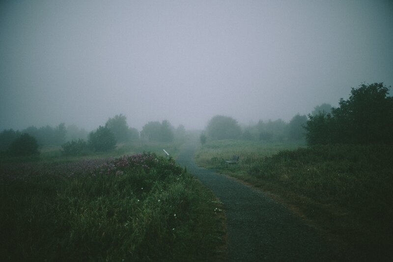 Path Through Foggy Field — Green