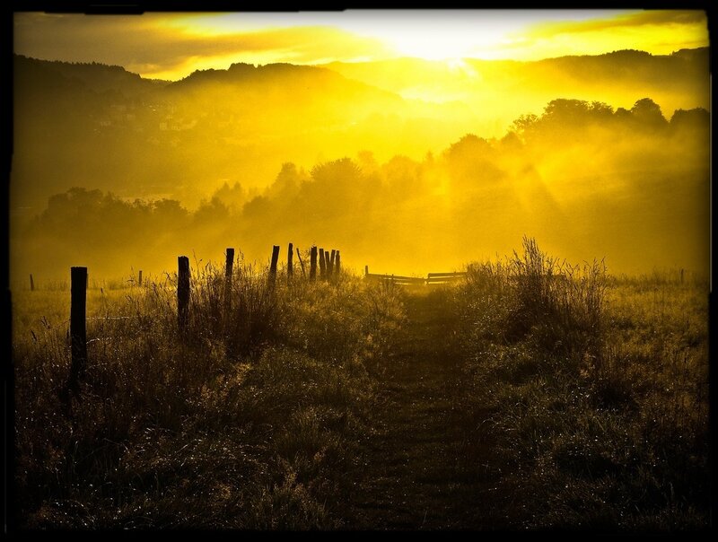 Path Through Foggy Field