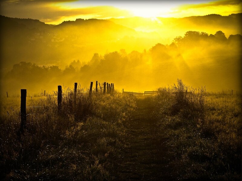 Path Through Foggy Field — Yellow