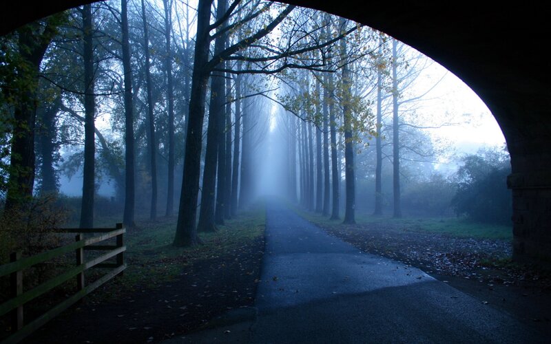 Path Through Foggy Forest — Blue, Misty, Morning