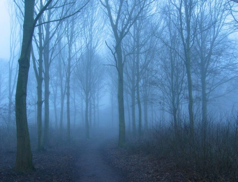 Path Through Foggy Forest — Blue, Misty
