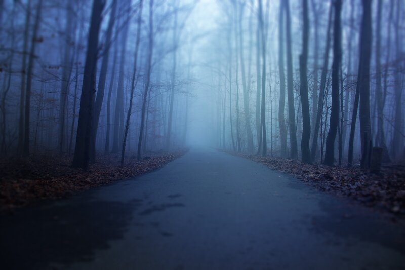 Path Through Foggy Forest — Blue, Mysterious, Autumn