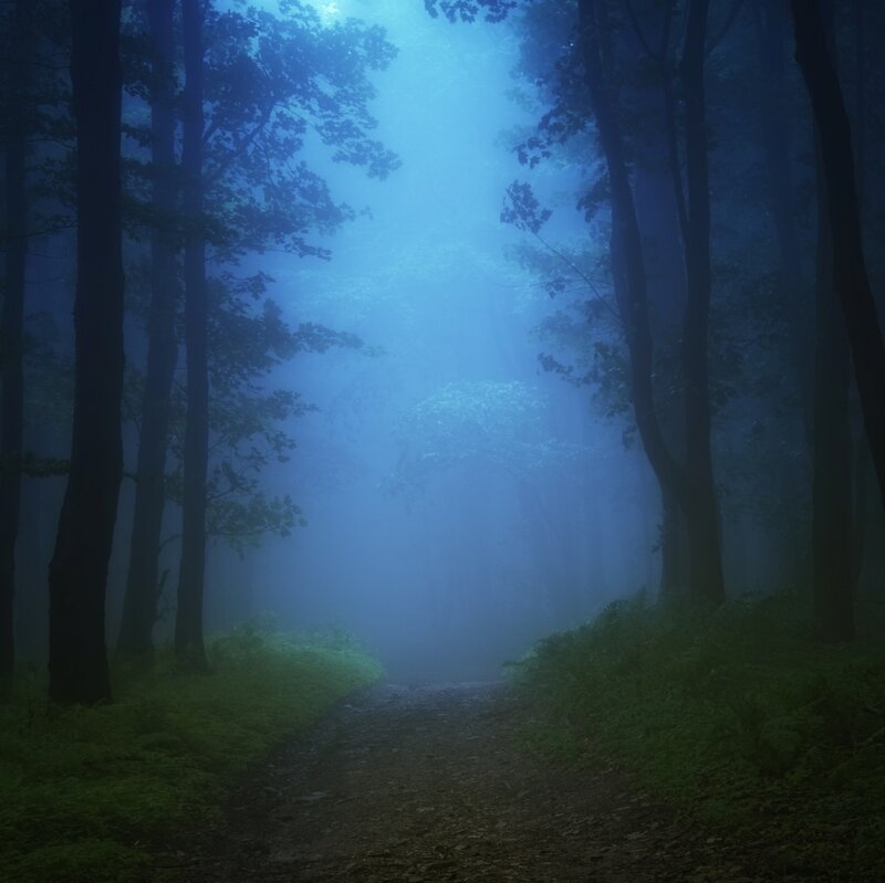 Path Through Foggy Forest — Blue, Mysterious