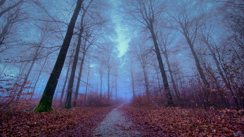 Path Through Foggy Forest — Blue