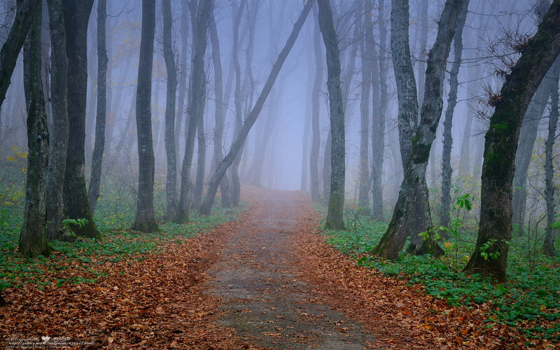 Path Through Foggy Forest — Brown, Misty
