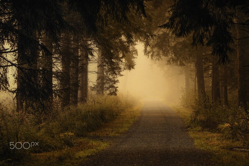 Path Through Foggy Forest — Brown, Mysterious, Morning