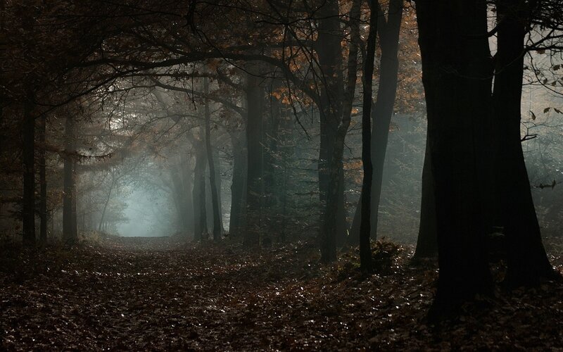Path Through Foggy Forest — Brown, Mysterious