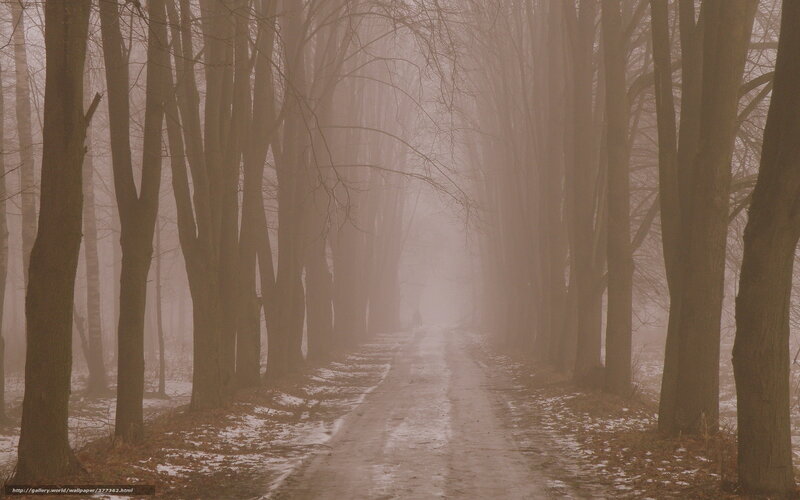 Path Through Foggy Forest — Brown
