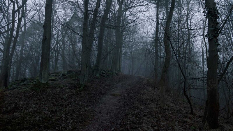 Path Through Foggy Forest — Gray, Dreary