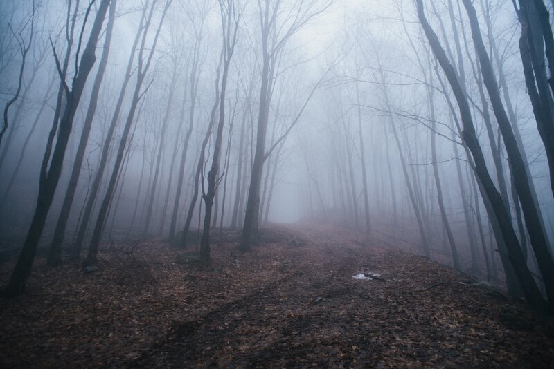 Path Through Foggy Forest — Gray, Misty, Autumn