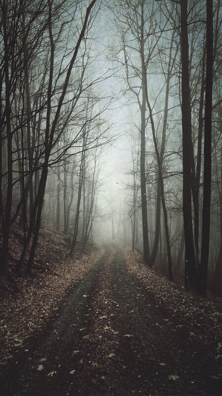 Path Through Foggy Forest — Gray, Mysterious