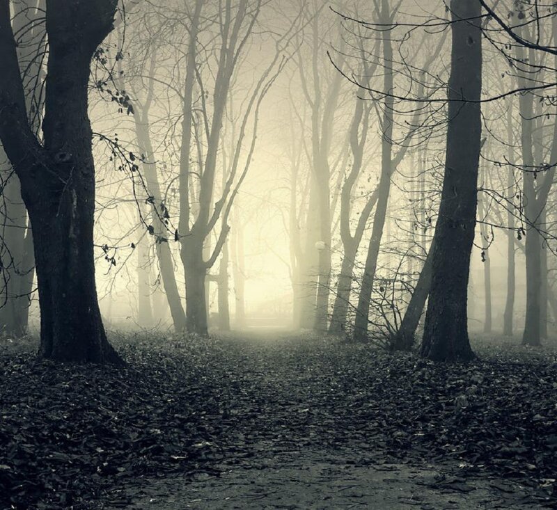 Path Through Foggy Forest — Gray