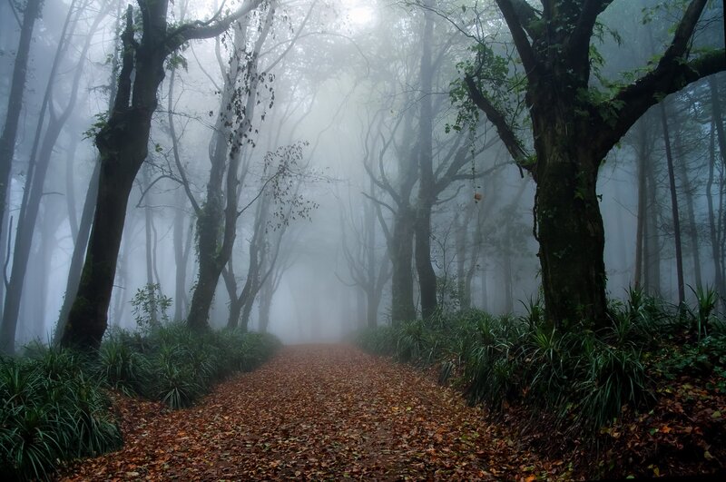 Path Through Foggy Forest — Green, Misty, Autumn