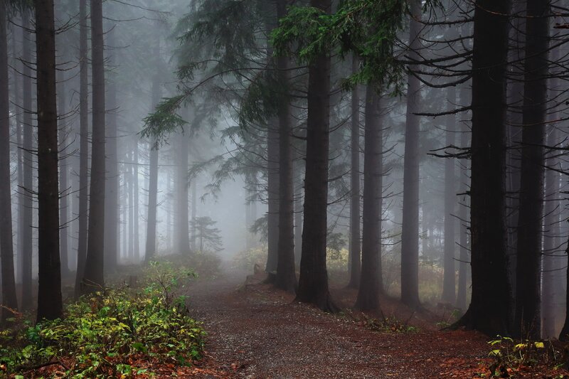 Path Through Foggy Forest — Green, Misty