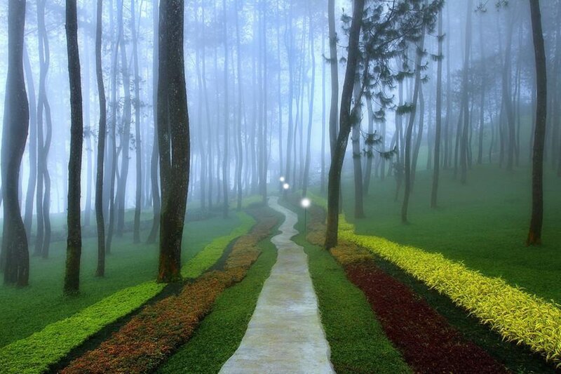 Path Through Foggy Forest — Green, Serene