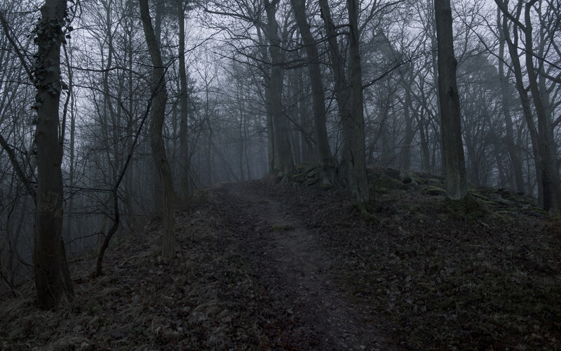 Path Through Foggy Forest
