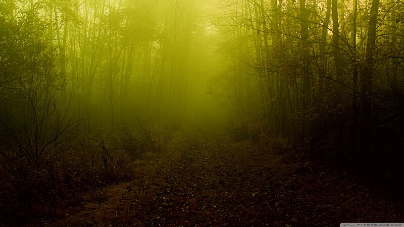 Path Through Foggy Forest — Yellow
