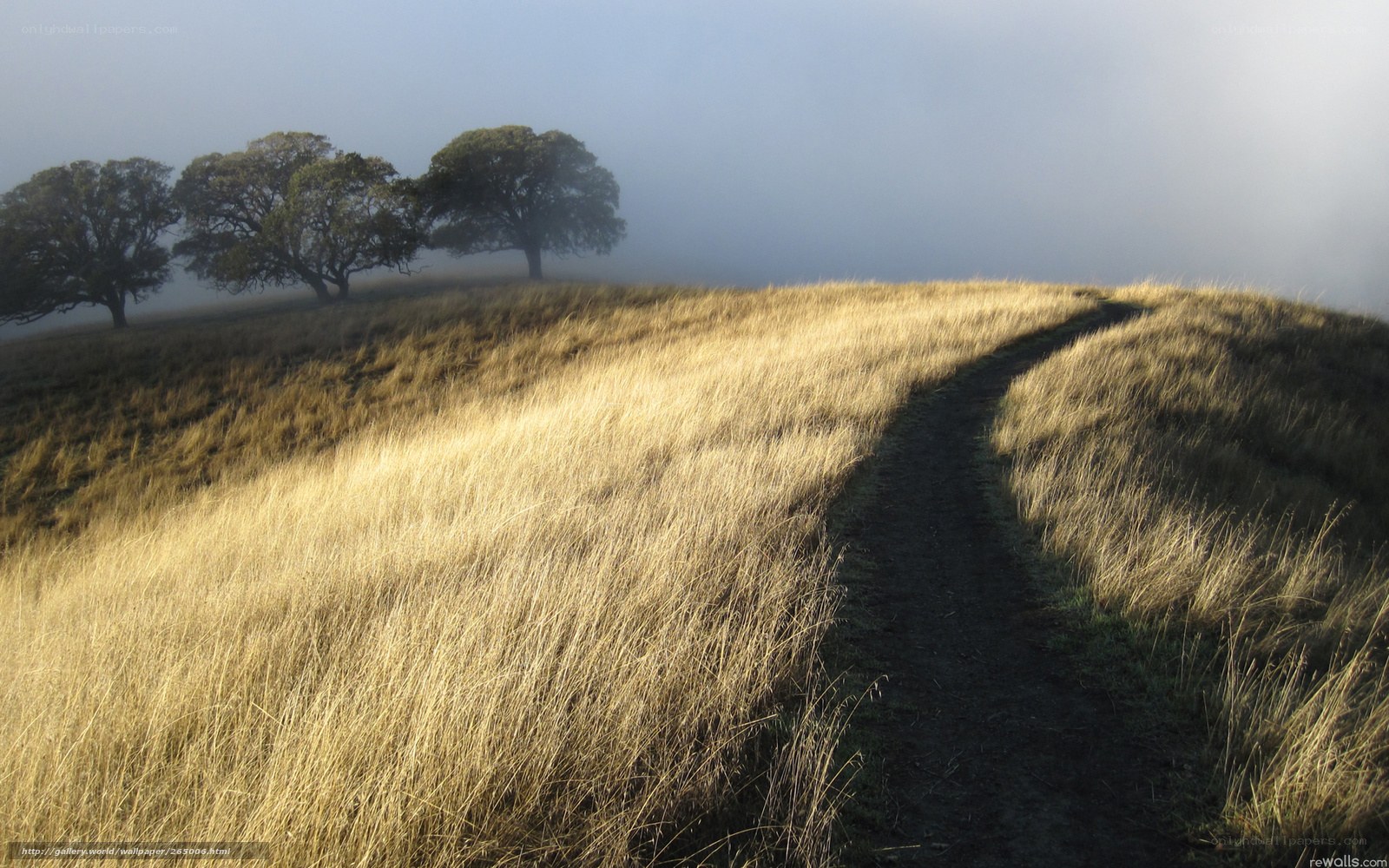 Path through Foggy Hill