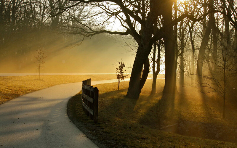 Path Through Foggy Park — Gold