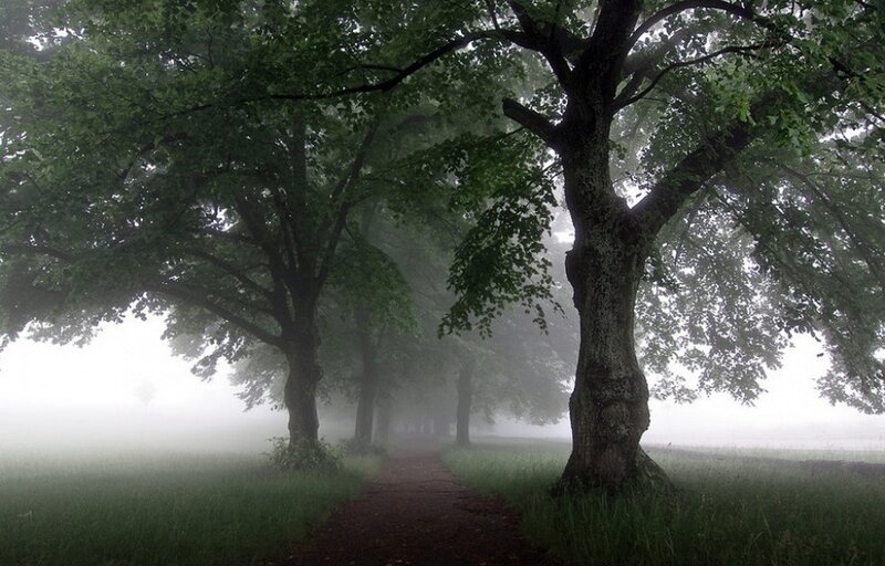 Path Through Foggy Trees