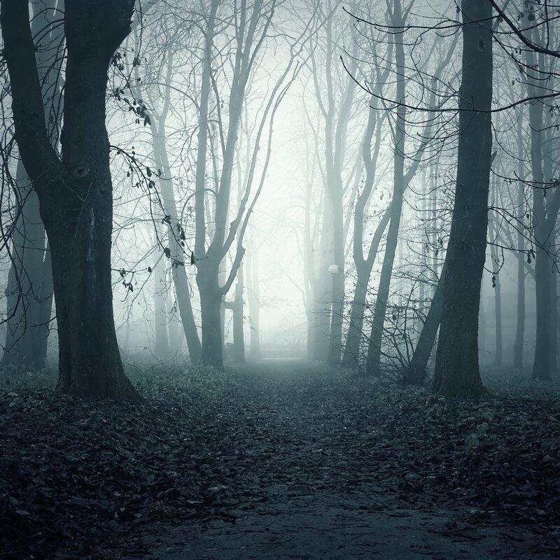 Path Through Foggy Woods — Gray