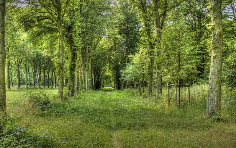 Path Through Forest — Afternoon