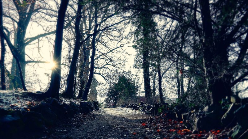 Path Through Forest at Sunrise — Black