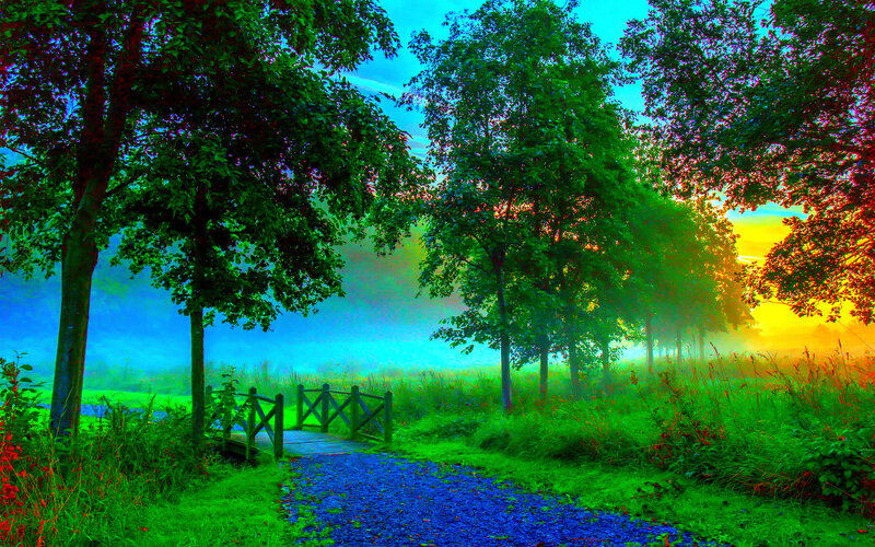 Path Through Forest at Sunrise — Green